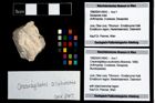 Foto (Objekt + Etikett) von Cracensigillatus acutirostris (Moericke, 1889)  (NHMW-GEO-1990-0041-4643)